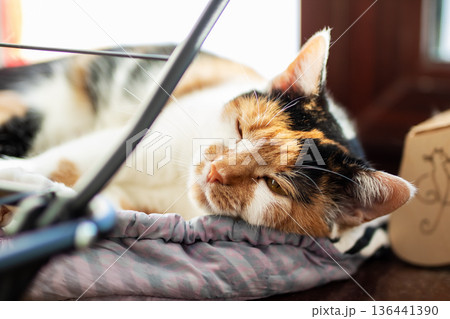 Peaceful calico cat naps comfortably on soft cushion during slow afternoon hours 136441390