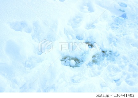 Calm snowcovered terrain displays delicate mammal tracks amidst minimalistic icy landscape 136441402