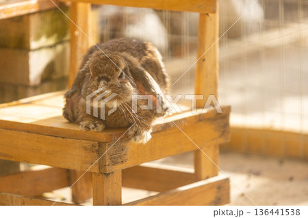A cute little Holland Lop rabbit is sitting on a wooden chair in the evening. A cute little Holland Lop rabbit is sitting on a wooden chair in the evening. 136441538