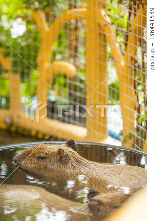 Two brown capybaras soaking in water on a calm pond evening time before sunset in the zoo 136441539