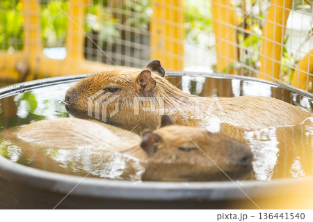 Two brown capybaras soaking in water on a calm pond evening time before sunset in the zoo 136441540