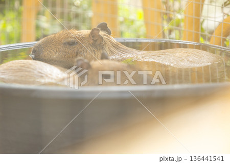 Two brown capybaras soaking in water on a calm pond evening time before sunset in the zoo Two brown capybaras soaking in water on a calm pond evening time before sunset in the zoo 136441541