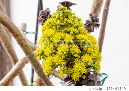 アエオニウム黒法師から伸びる鮮やかな黄色の花 136441549