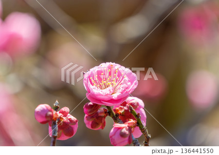 陽光に透ける美しい紅梅の花 陽光に透ける美しい紅梅の花 136441550