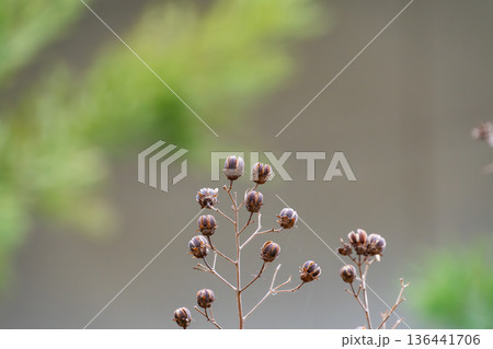冬の終わりに残るサルスベリの乾燥した実 136441706