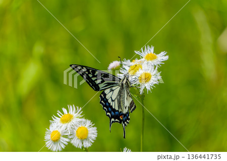 ハルジオンの花で蜜を吸うアゲハチョウ 136441735