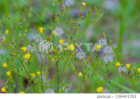 野原に咲く黄色いオニタビラコの花と綿毛 136441761