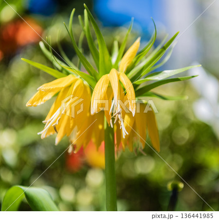 Fritillaria imperialis yellow flower. Flowering nature. Flowering crown imperial plant. Exotic flower. Natural flower plant. Bright blooming imperial fritillary flower in nature. Kurdish tulip Fritillaria imperialis yellow flower. Flowering nature. Flowering crown imperial plant. Exotic flower. Natural flower plant. Bright blooming imperial fritillary flower in nature. Kurdish tulip 136441985