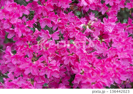 Rhododendron obtusum pink flower background. Nature floral background pink color. Flowering flower of rhododendron. Rhododendron in nature. Floral nature Rhododendron obtusum pink flower background. Nature floral background pink color. Flowering flower of rhododendron. Rhododendron in nature. Floral nature 136442023