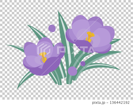 可愛的番紅花插畫素材 可愛的番紅花插畫素材 136442192