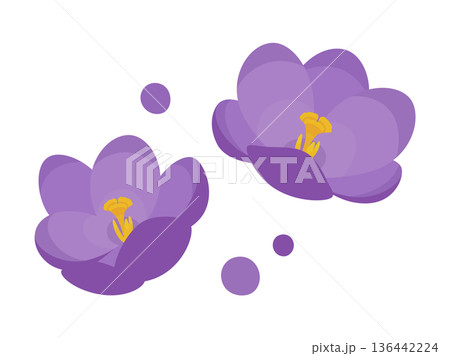 かわいいクロッカスの花のイラスト素材 136442224