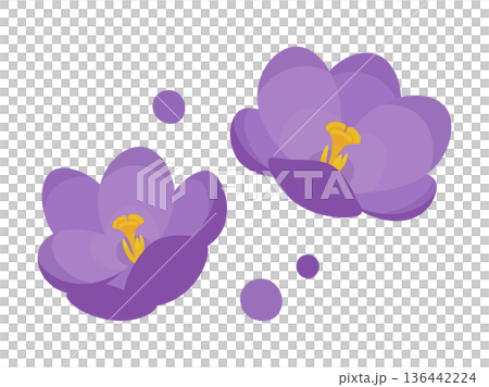 かわいいクロッカスの花のイラスト素材 136442224