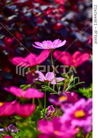 Close up of Garden Cosmos in the garden with sunlight. Pink and red garden cosmos flowers blooming Background. Nature and flower background. Flower and plant. Close up of Garden Cosmos in the garden with sunlight. Pink and red garden cosmos flowers blooming Background. Nature and flower background. Flower and plant. 136442412