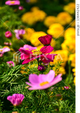 Close up of Garden Cosmos in the garden with sunlight. Pink and red garden cosmos flowers blooming Background. Nature and flower background. Flower and plant. 136442422