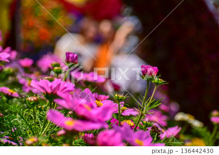 Close up of Garden Cosmos in the garden with sunlight. Pink and red garden cosmos flowers blooming Background. Nature and flower background. Flower and plant. 136442430