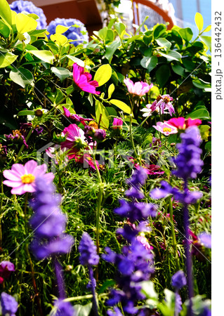 Close up of Garden Cosmos in the garden with sunlight. Pink and red garden cosmos flowers blooming Background. Nature and flower background. Flower and plant. 136442432