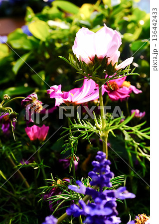 Close up of Garden Cosmos in the garden with sunlight. Pink and red garden cosmos flowers blooming Background. Nature and flower background. Flower and plant. 136442433
