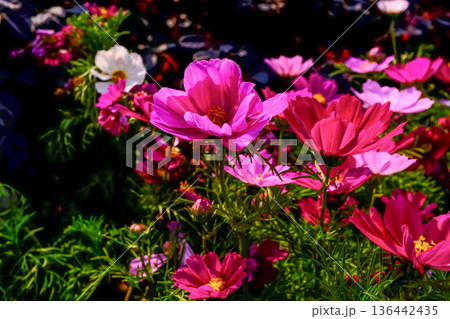 Close up of Garden Cosmos in the garden with sunlight. Pink and red garden cosmos flowers blooming Background. Nature and flower background. Flower and plant. 136442435