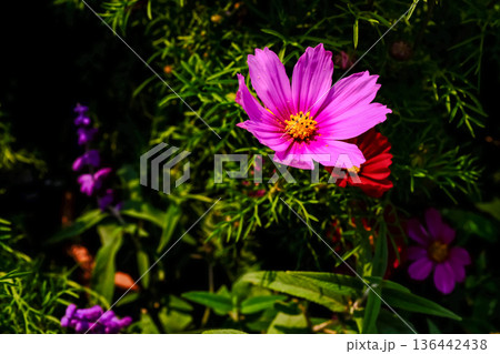 Close up of Garden Cosmos in the garden with sunlight. Pink and red garden cosmos flowers blooming Background. Nature and flower background. Flower and plant. 136442438