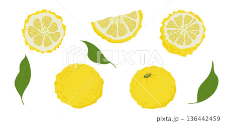 Hand drawn yuzu fruit. Set of Yuzu fruits isolated on a white background Hand drawn yuzu fruit. Set of Yuzu fruits isolated on a white background 136442459