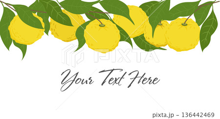 Hand drawn yuzu fruit header. Set of Yuzu fruits with name isolated on a white background 136442469