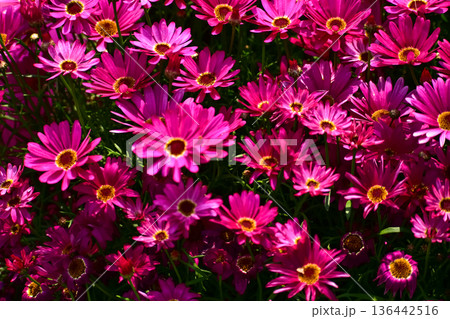 Close up of pink daisy flowers in the garden with sunlight. Pink Daisy flowers blooming Background. Nature and flower background. Flower and plant. Close up of pink daisy flowers in the garden with sunlight. Pink Daisy flowers blooming Background. Nature and flower background. Flower and plant. 136442516