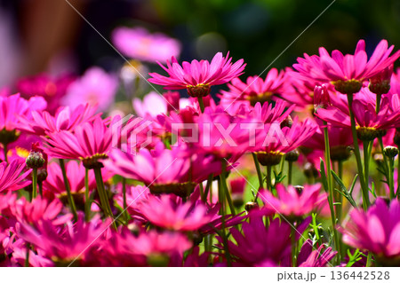 Close up of pink daisy flowers in the garden with sunlight. Pink Daisy flowers blooming Background. Nature and flower background. Flower and plant. 136442528