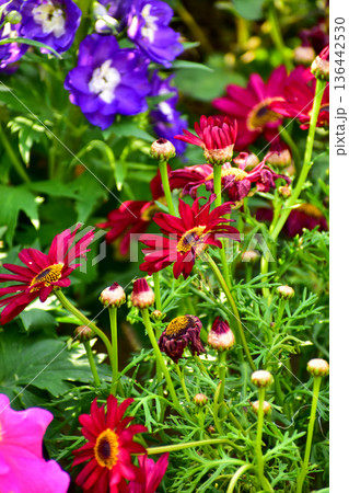 Close up of pink daisy flowers in the garden with sunlight. Pink Daisy flowers blooming Background. Nature and flower background. Flower and plant. Close up of pink daisy flowers in the garden with sunlight. Pink Daisy flowers blooming Background. Nature and flower background. Flower and plant. 136442530