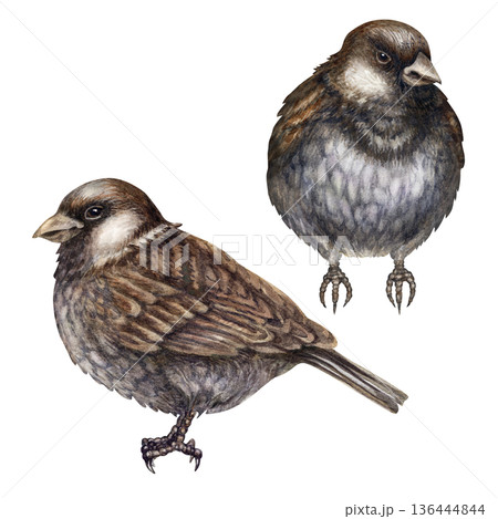 Little Gray Birds. Charming gray sparrow, hand-painted in a detailed watercolor technique. Illustration is perfect for landscapes, woodland, traditional, garden themes, and spring, Easter compositions 136444844