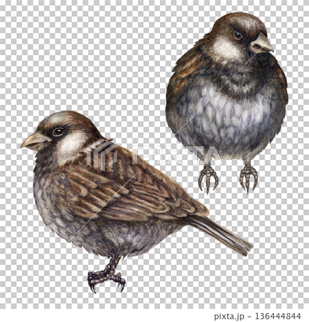 Little Gray Birds. Charming gray sparrow, hand-painted in a detailed watercolor technique. Illustration is perfect for landscapes, woodland, traditional, garden themes, and spring, Easter compositions 136444844