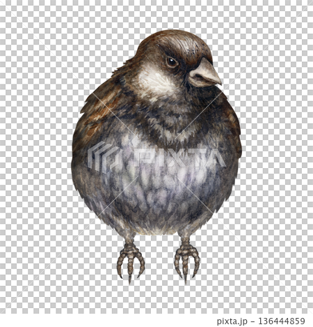 Little Gray Bird. Charming gray sparrow, hand-painted in a detailed watercolor technique. Illustration is perfect for landscapes, woodland, traditional, garden themes, and spring, Easter compositions. 136444859