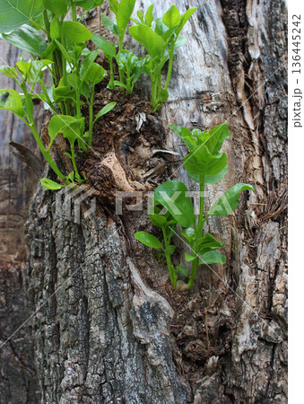 Young twigs with green leaves on a poplar tree trunk  136445242