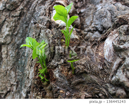 Wood Sprouts Growth Through Old Tree Bark Detailed Stock Photo Wood Sprouts Growth Through Old Tree Bark Detailed Stock Photo 136445243