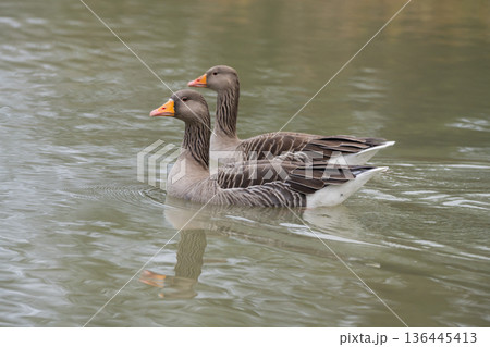 Greylag gooses swimming in the lake, December 2025, United Kingdom Greylag gooses swimming in the lake, December 2025, United Kingdom 136445413