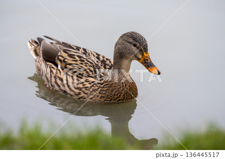 Mallard duck female, a widespread dabbling duck swimming in the lake, December 2025, U.K. 136445517