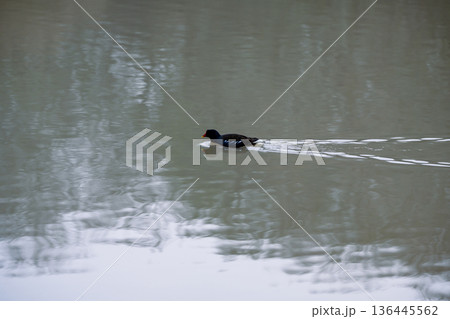 Eurasian Coot bird black duck swimming in a lake, December 2025, U.K. 136445562