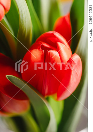 Red tulips macro photo. Easter spring or birthday greeting card 136445585