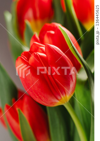 Red tulips macro photo. Easter spring or birthday greeting card Red tulips macro photo. Easter spring or birthday greeting card 136445625