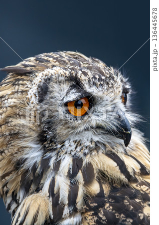 Vivid orange eye of the African Spotted Eagle Owl 136445678
