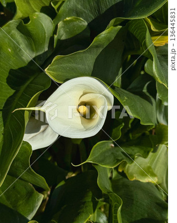 White calla lily flower surrounded by lush green leaves, natural floral detail with fresh spring atmosphere. Botanical design, wellness, nature branding, eco lifestyle and decorative background usage 136445831