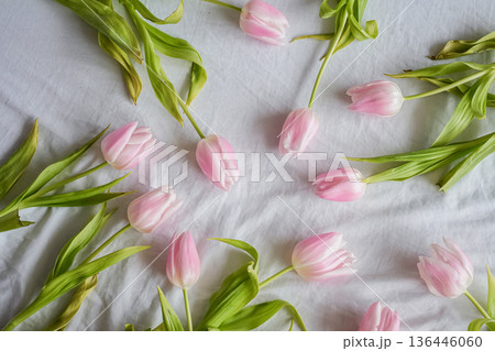 Pink Tulips Scattered on White Background Medium Shot 136446060