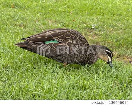 Photograph of a Pacific Black Duck in a grassy field Photograph of a Pacific Black Duck in a grassy field 136446084