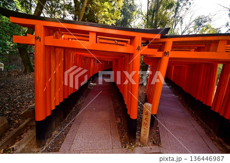 京都府 伏見稲荷大社 千本鳥居(入口付近) 京都市伏見区深草藪之内町 京都府 伏見稲荷大社 千本鳥居(入口付近) 京都市伏見区深草藪之内町 136446987