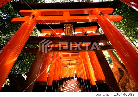 京都府 伏見稲荷大社 千本鳥居(入口付近) 京都市伏見区深草藪之内町 京都府 伏見稲荷大社 千本鳥居(入口付近) 京都市伏見区深草藪之内町 136446988