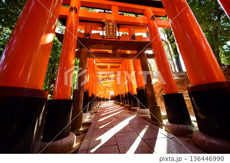 京都府 伏見稲荷大社 千本鳥居(入口付近) 京都市伏見区深草藪之内町 京都府 伏見稲荷大社 千本鳥居(入口付近) 京都市伏見区深草藪之内町 136446990
