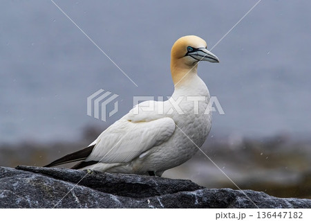 Gannets largest seabirds 136447182