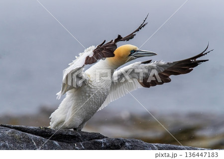 Gannets largest seabirds 136447183
