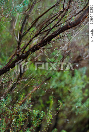 Closeup Of Dewdrops On Delicate Branches, Dewcovered Twigs Glowing With Fresh Light And Clarity 136448399
