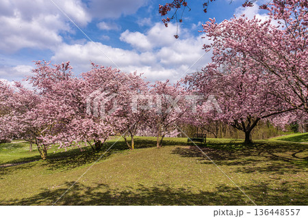 Cherry blossoms in Munich, Germany. Pink cherry blossoms with a blue and cloudy sky background. Spring in Germany. Cherry blossoms in Munich, Germany. Pink cherry blossoms with a blue and cloudy sky background. Spring in Germany. 136448557