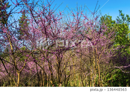 Eastern Redbud Tree or Cercis canadensis blossoming in the World Forest, Weltwald in Freising near Munich, Germany. Eastern Redbud Tree or Cercis canadensis blossoming in the World Forest, Weltwald in Freising near Munich, Germany. 136448563